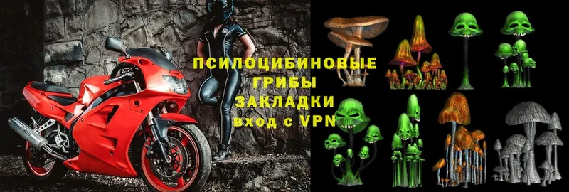 Галлюциногенные грибы Psilocybe  купить закладку  Жуков 